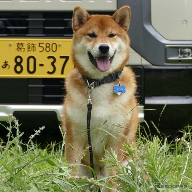 柴犬シュン